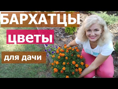 Бархатцы заготовка на зиму
