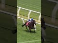EIGHT IN A ROW! What a horse Jigsaw is! 🧩