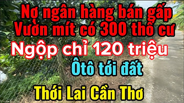 Nợ ngân hàng bán gấp vườn mít,giá ngộp 120 triệu, ôtô tới đất, có sẵn 300 thổ cư, Thới Lai cần thơ