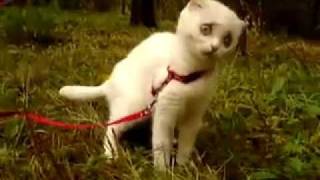 Kitten is VERY shocked after eating grass