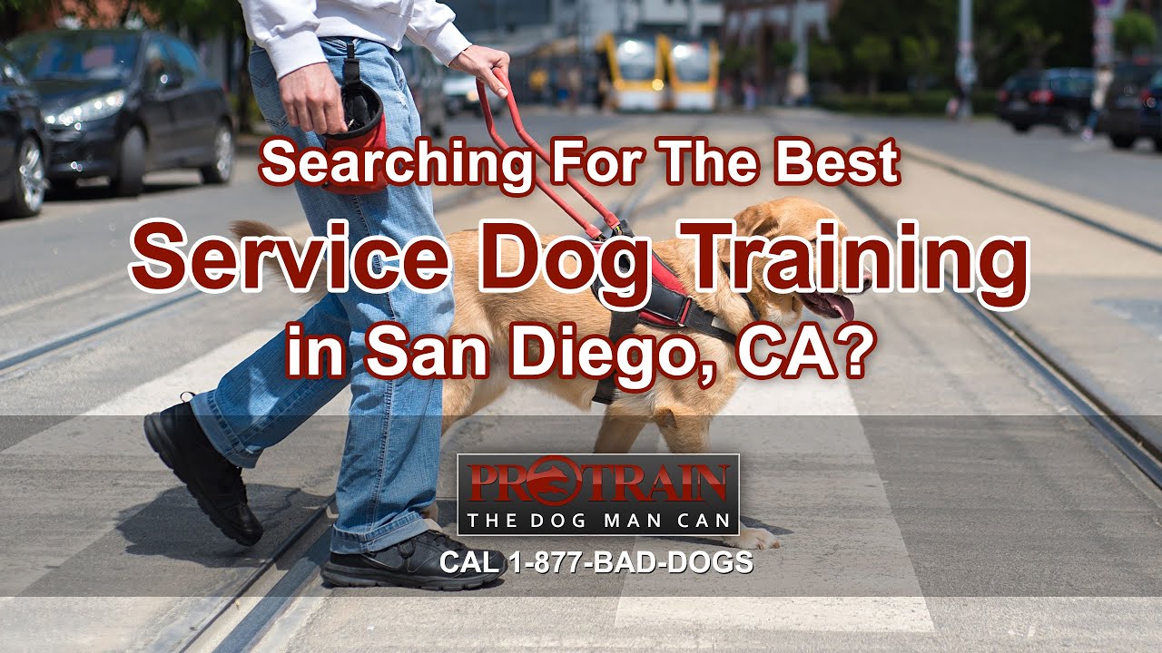 Service Dog Training San Diego
