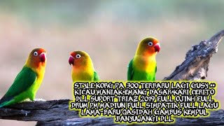 Style gratis lagi kicau maniak kari cerito emang dasar dll... for pa 300 keatas #fyp#viralvideo