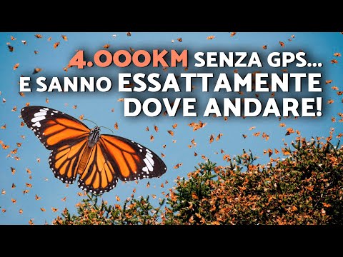 Ecco l'impressionante migrazione della farfalla monarca 🦋 Attraversano l'America ogni anno!