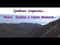 Грибные Страсти! Поиск Грибов в Горах Кавказа.