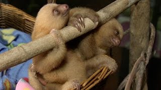 Baby sloths peeing in the nursery - Nature's Miracle Orphans: Series 2 Episode 2 Preview - BBC