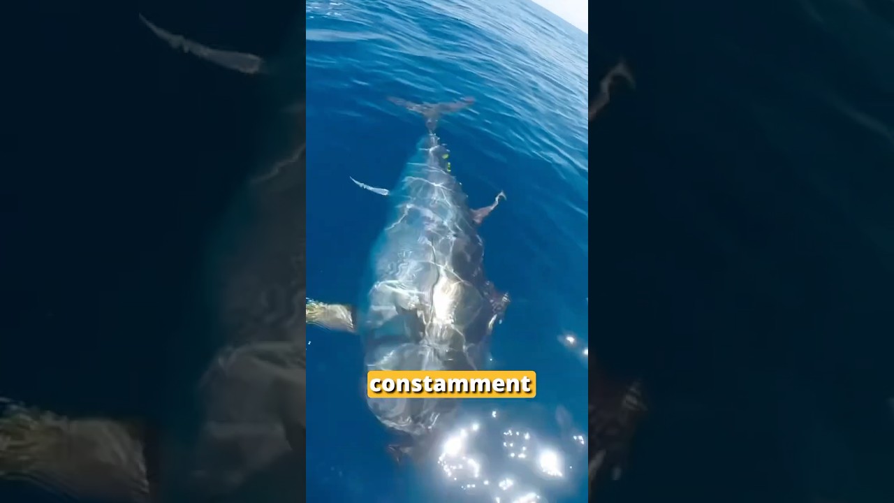 L'animal le plus dangereux 😱❌ 