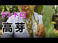 【洋蘭】上から生えてくる根っこの正体はなに？デンドロビュームの高芽の取り方、植え方を解説します！
