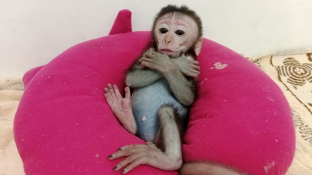 baby monkey request milk..