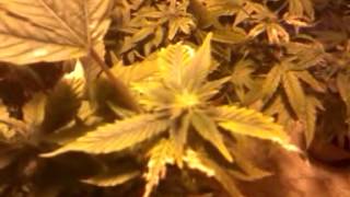 1000 watt grow update