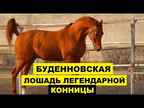 Видео: Исландская лошадь Порода лошадей гипоаллергенна, здоровье и продолжительность жизни