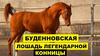 Буденновские лошади особенности породы | Коневодство | Порода Буденновских лошадей