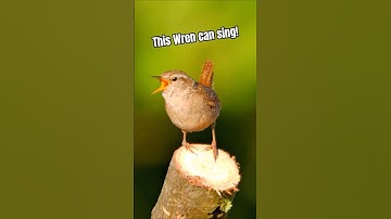 Common Wren