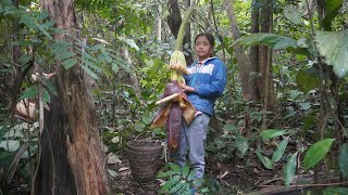 Harvest banana flowers from the natural forest and sell them in the village - Green forest life