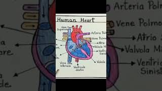 Human heart diagram ❣️#medical