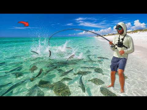 The Beach is Covered with These Fish! *Everywhere*