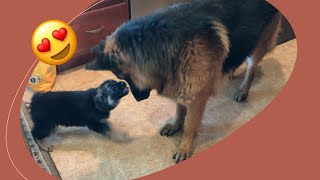 GERMAN SHEPHERD PUPPIES SOCIALIZING WITH THEIR DAD FOR THE FIRST TIME SO CUTE