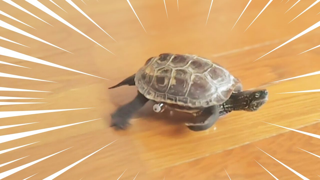 スケボー亀、新しい技に挑戦！【Skateboarding turtle tries new