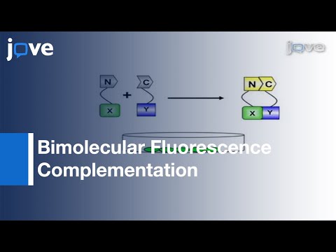 Vídeo: Complementação de fluorescência bimolecular in vivo?