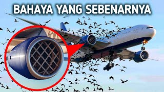 Mengapa Pesawat Tidak Memiliki Penghalang Burung?