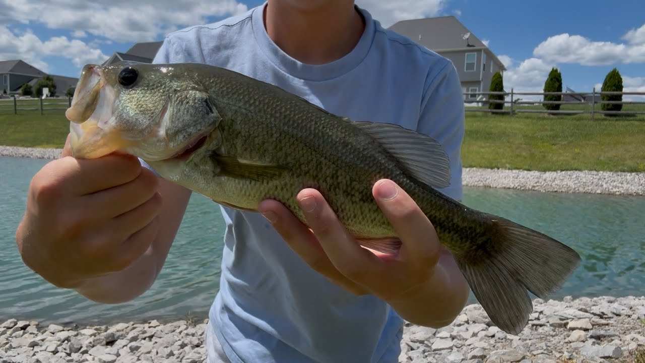 Pond bass fishing June