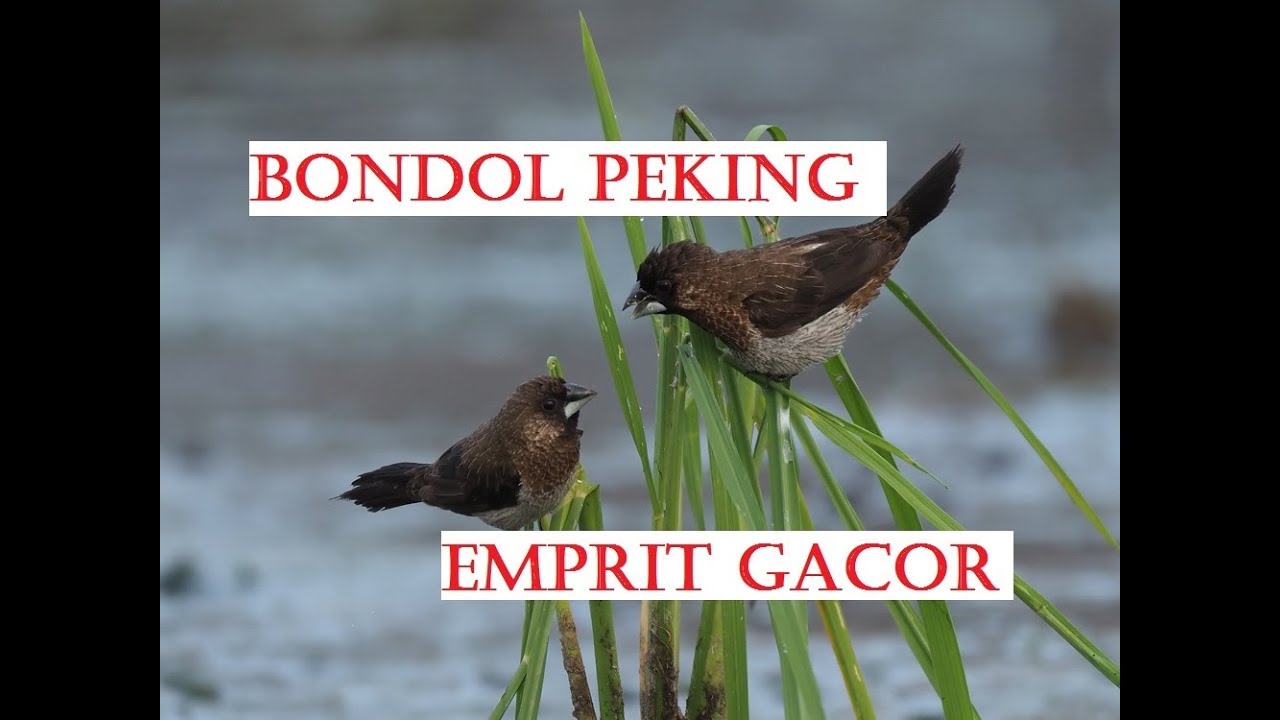 Burung Emprit Bondol Peking Bondol Tungir Putih Gacor Di Alam Liar