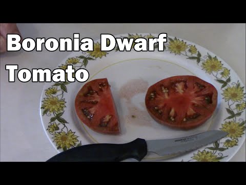 Video: Maklumat Tomato Eva Purple Ball - Petua Untuk Menanam Tomato Eva Purple Ball