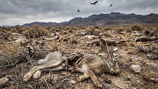 Nevada’s Jackrabbits Vanished From the Desert — Then Biologists Found What Was Really Killing Them