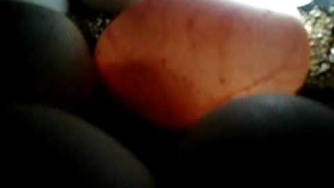 Ball pythons moving in eggs