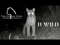 Cougar Project - Proyecto Puma / The Cougar Fund &amp; BWILD MEXICO - Ep.1