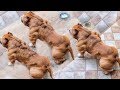 5 Самых опасных пород собак, запрещенных во многих странах мира