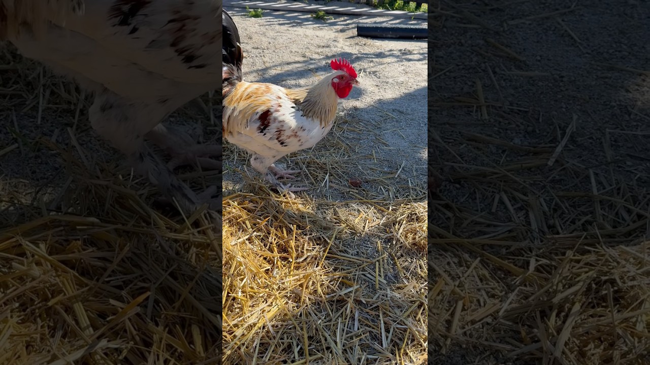 Is it bad that i fed the rooster a chicken 🍗??? #rooster #animals#hay #chicken