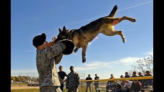 How to train a Dog to attack on Command