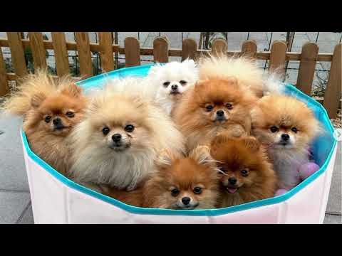 Der Unterschied zwischen Zwergspitz und Kleinspitz ❗️Pomeranian weißen Qualzuchtmerkmale auf ❗️