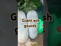Giant ash gourd