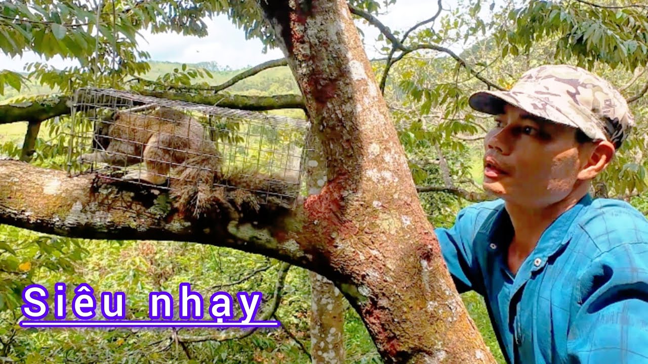 Mạnh Gà TV / Bẫ.y Sóc Bông Bằng Mồi Này Cực Nhạy #mạnhgàtv 