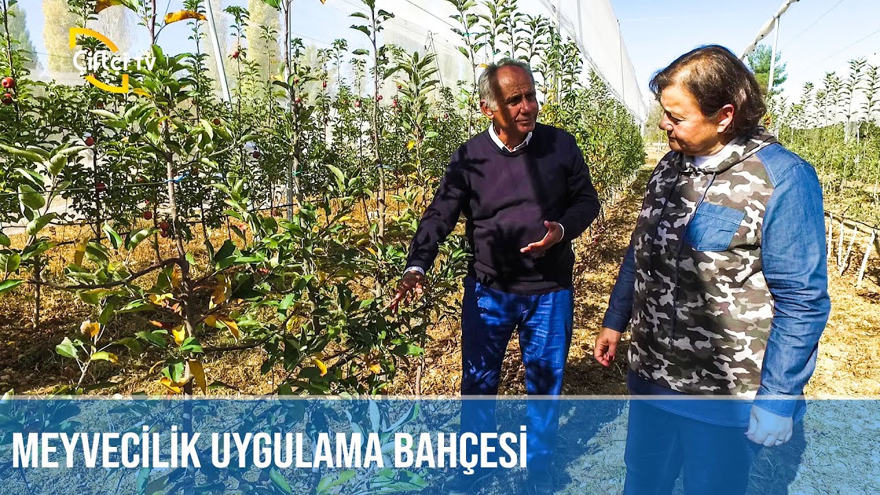 Modern Meyvecilik - TARLADAN BAHÇEYE