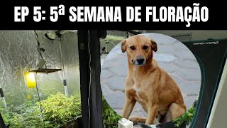 Episode 5: 5 Weeks of Caramel Flowering! - Indoor Cannabis/Marijuana Growing