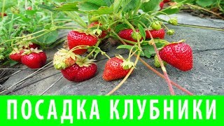 ПЕРВАЯ ПОСАДКА КЛУБНИКИ