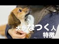 犬になつかれる人の特徴