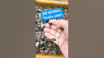 Can You Find the Hidden Shark Tooth? | 85-Million-Year-Old Fossil from Texas Creek #fossilhunter