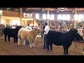 4-H Grand Champion Steer