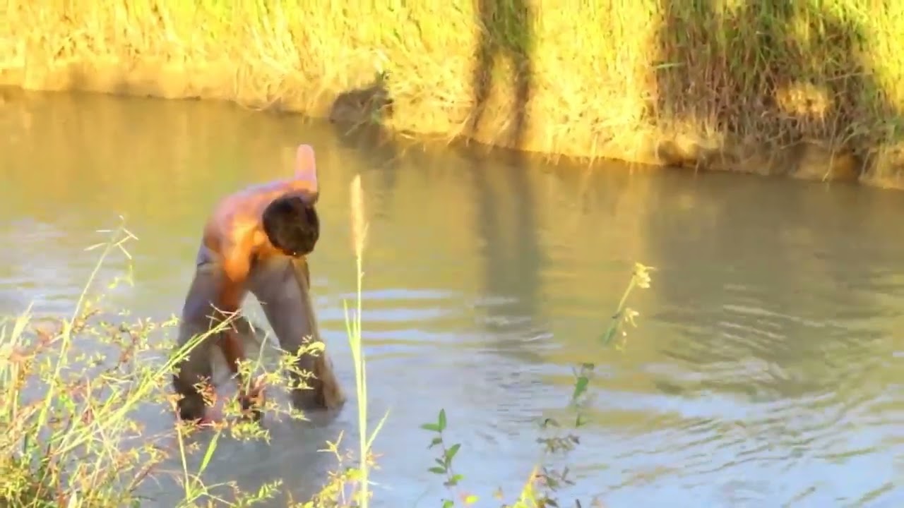 wow Amazing Fishing - Cambodia Traditional fishing - How to Catches Fish (Part 129)