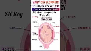 4 - 8 weeks ?development | Pregnancy first trimester | 4 - 8 Weeks Pregnant baby shorts pregnancy