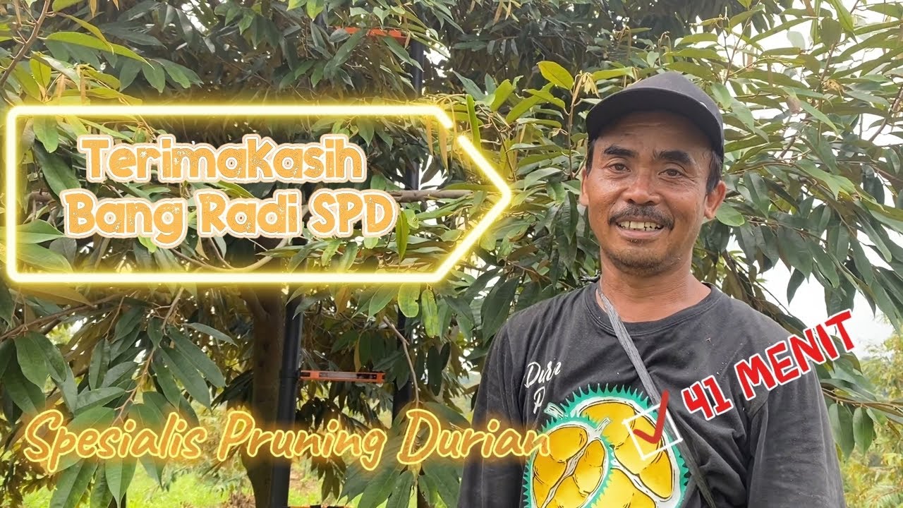 Pruning triple tree planting Durian bersama Bang Radi