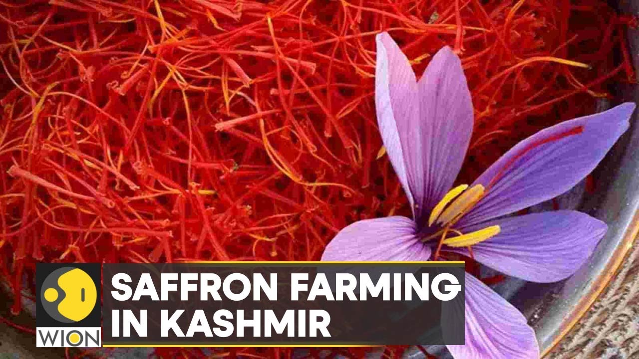 Bumper saffron harvest cheers up farmers in Kashmir region | India | Latest English News | WION