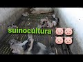 Com essa produção ñ tem folga (suinocultura)🐖🐖