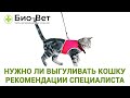 Выгуливать Кошку - Нужно Ли Это Делать? // Рекомендации Ветеринара БИО-ВЕТ