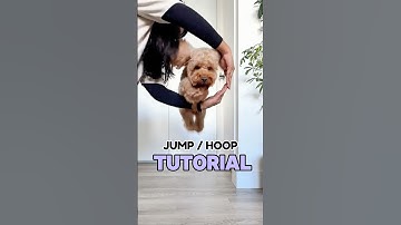How to teach your dog to jump - Dog trick tutorial ‘Jump’ / hoop
