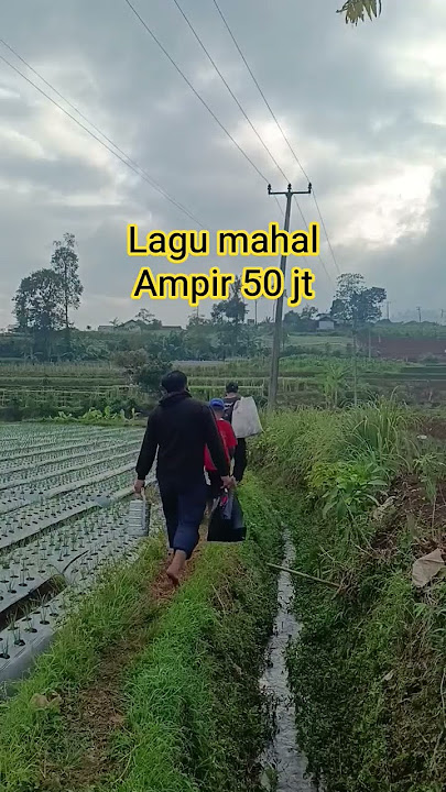 Lagu mahalAmpir 50 jt #echa_sella #suasanakampungyangsederhana #suasanayangindah #alampedesaan