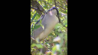 Caught This Nocturnal Night Heron Sleeping!